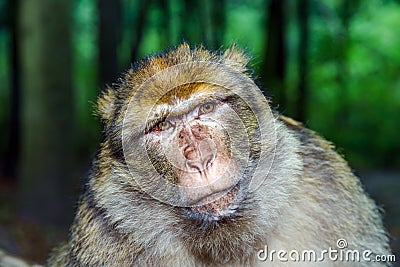 Emotional close-up portrait of mocaco monkey Stock Photo