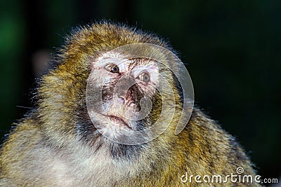 Emotional close-up portrait of mocaco monkey Stock Photo