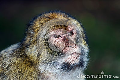 Emotional close-up portrait of mocaco monkey Stock Photo