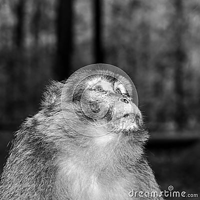 Emotional close-up portrait of mocaco monkey Stock Photo