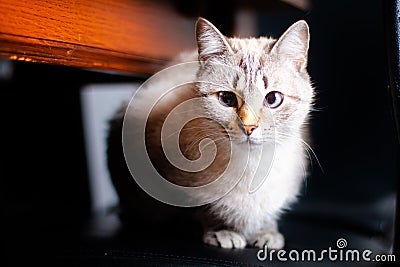 Emotional white hiding white and brown cat under the wood table Stock Photo