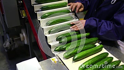 Empaquetadora para el pepino en la fábrica almacen de metraje de vídeo Empaquetadora para el pepino en la fábrica almacen de metraje de vídeo