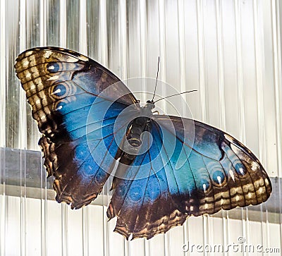 The Emperor butterfly (Apatura iris), Eurasian butterfly of the Nymphalidae family Stock Photo