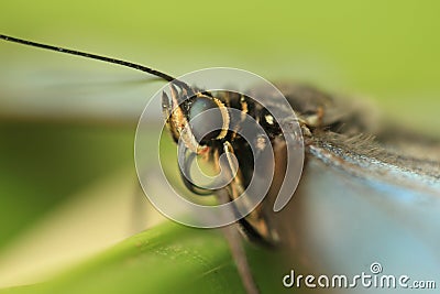 Emperor butterfly Stock Photo