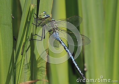 Emperor Dragonfly Stock Photo