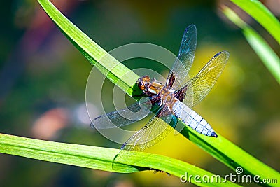 Emperor Dragonfly or Anax imperator sitting on green leaf Stock Photo