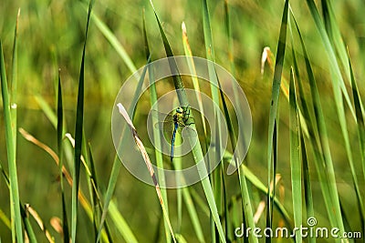 The emperor dragonfly, male Stock Photo