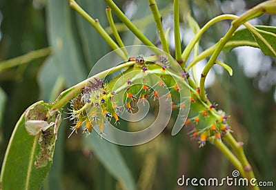 Emperor gum moth caterpillar Stock Photo