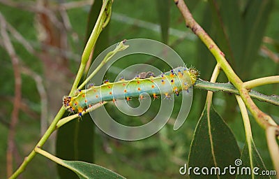 Emperor gum moth caterpillar Stock Photo