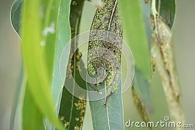 Emperor gum moth larve Stock Photo