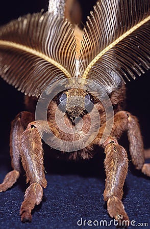 Emperor Moth (Saturnia pavonia) Stock Photo
