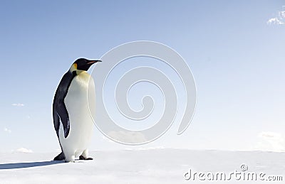 Emperor Penguin Stock Photo