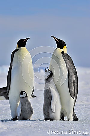 Emperor Penguin Editorial Stock Photo