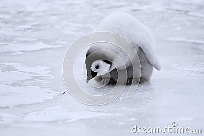 Emperor penguin (Aptenodytes forsteri) Stock Photo