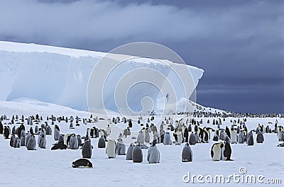 Emperor Penguin (Aptenodytes forsteri) colony and iceberg Stock Photo