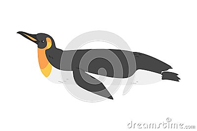 Emperor Penguin as Aquatic Flightless Bird with Flippers for Swimming in Lying Pose Vector Illustration Vector Illustration