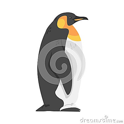 Emperor Penguin as Aquatic Flightless Bird with Flippers for Swimming in Standing Pose Vector Illustration Vector Illustration