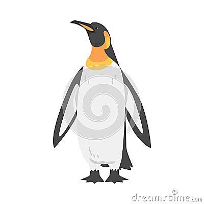 Emperor Penguin as Aquatic Flightless Bird with Flippers for Swimming in Standing Pose Vector Illustration Vector Illustration