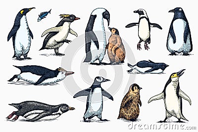 Emperor penguin and cute baby. Adult with juveniles. Small family set. Vector graphics black and white drawing. Hand Vector Illustration