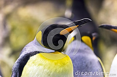 Emperor Penguin, Head and Shoulders Stock Photo