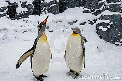 Emperor Penguin during winter with snow ground Stock Photo