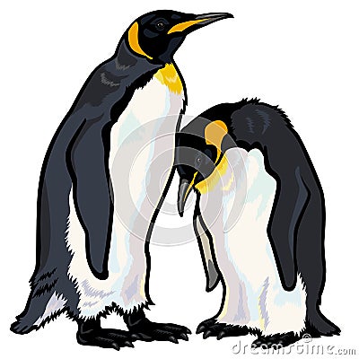 Emperor penguins Vector Illustration