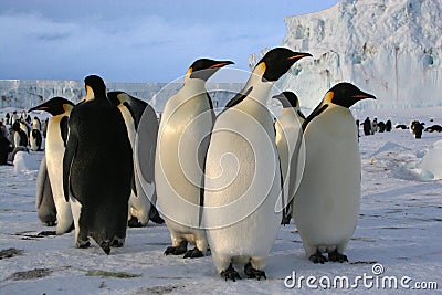 Emperor penguins Stock Photo