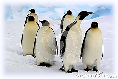 Emperor penguins Stock Photo