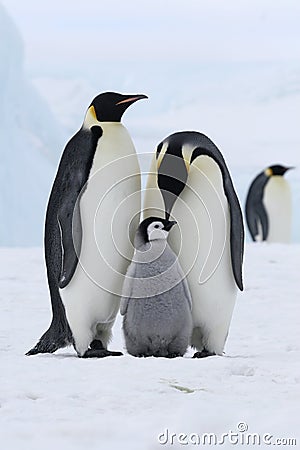 Emperor penguins (Aptenodytes forsteri) Stock Photo