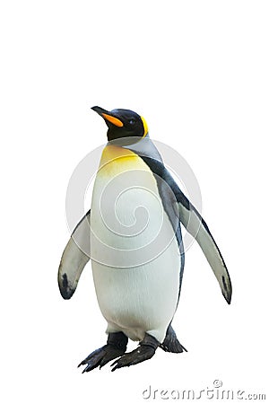 Emperor penguins. Stock Photo
