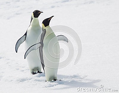 Emperor Penguins Stock Photo