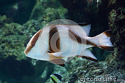 Emperor red snapper Lutjanus sebae Stock Photo