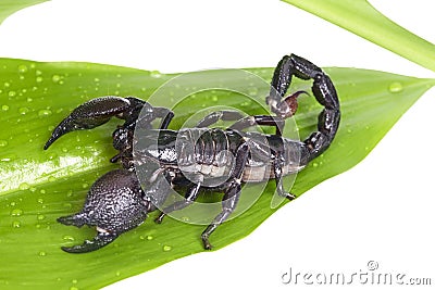 Emperor Scorpion on a green leaf Stock Photo