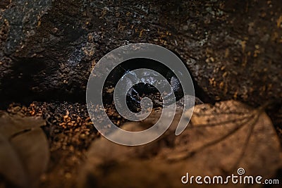 Emperor Scorpion - African arachnid Stock Photo