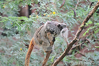 Emperor Tamarin monkey climbing tree stock, photo, photograph, image, picture Stock Photo