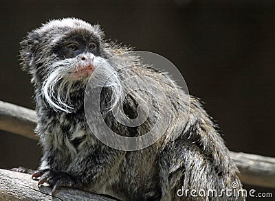 Emperor Tamarin Monkey Stock Photo