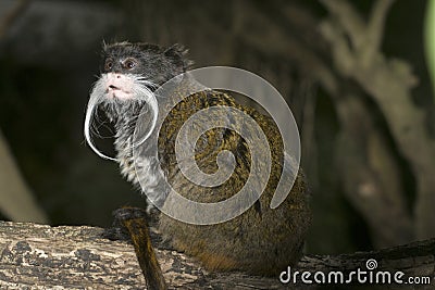 Emperor Tamarin monkey Stock Photo