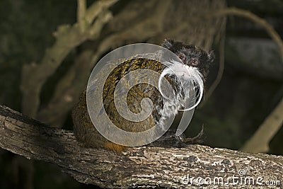 Emperor Tamarin monkey Stock Photo