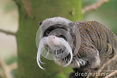 Emperor tamarin or Saguinus imperator Stock Photo