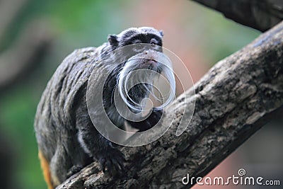 Emperor tamarin Stock Photo