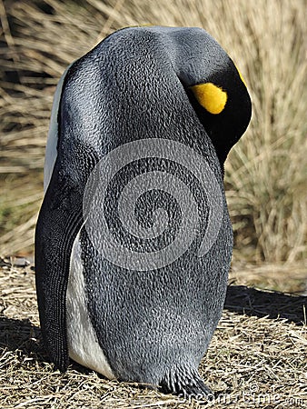 Emporer Penguin Stock Photo