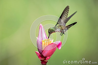 Empress brilliant hovering drinking nectar from favourite pink flower. Animal behaviour. Ecuador,hummingbird Stock Photo