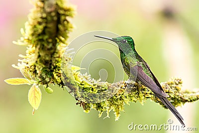 Empress brilliant sitting on branch, hummingbird from tropical forest,Colombia,bird perching,tiny beautiful bird resting on flower Stock Photo