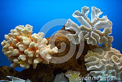 Empty aquarium without fish. Stock Photo