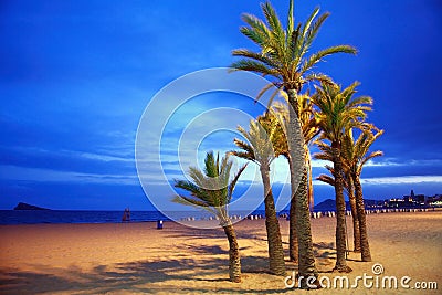 Empty beach with palms Stock Photo