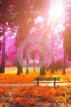 Empty bench in the park, in fantasy autumn magenta and orange co Stock Photo