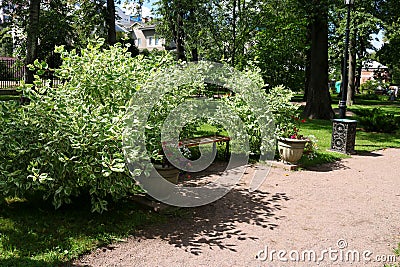 An empty bench for relaxing in the park in the shade of a bush deren white elegantissima Stock Photo