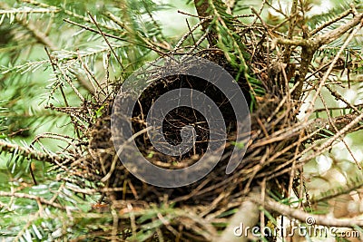 Empty bird nest in branches, forest animals Stock Photo