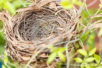 Empty bird nest Stock Photo