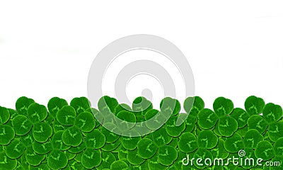 Empty blank card leaves clover trefoil Stock Photo